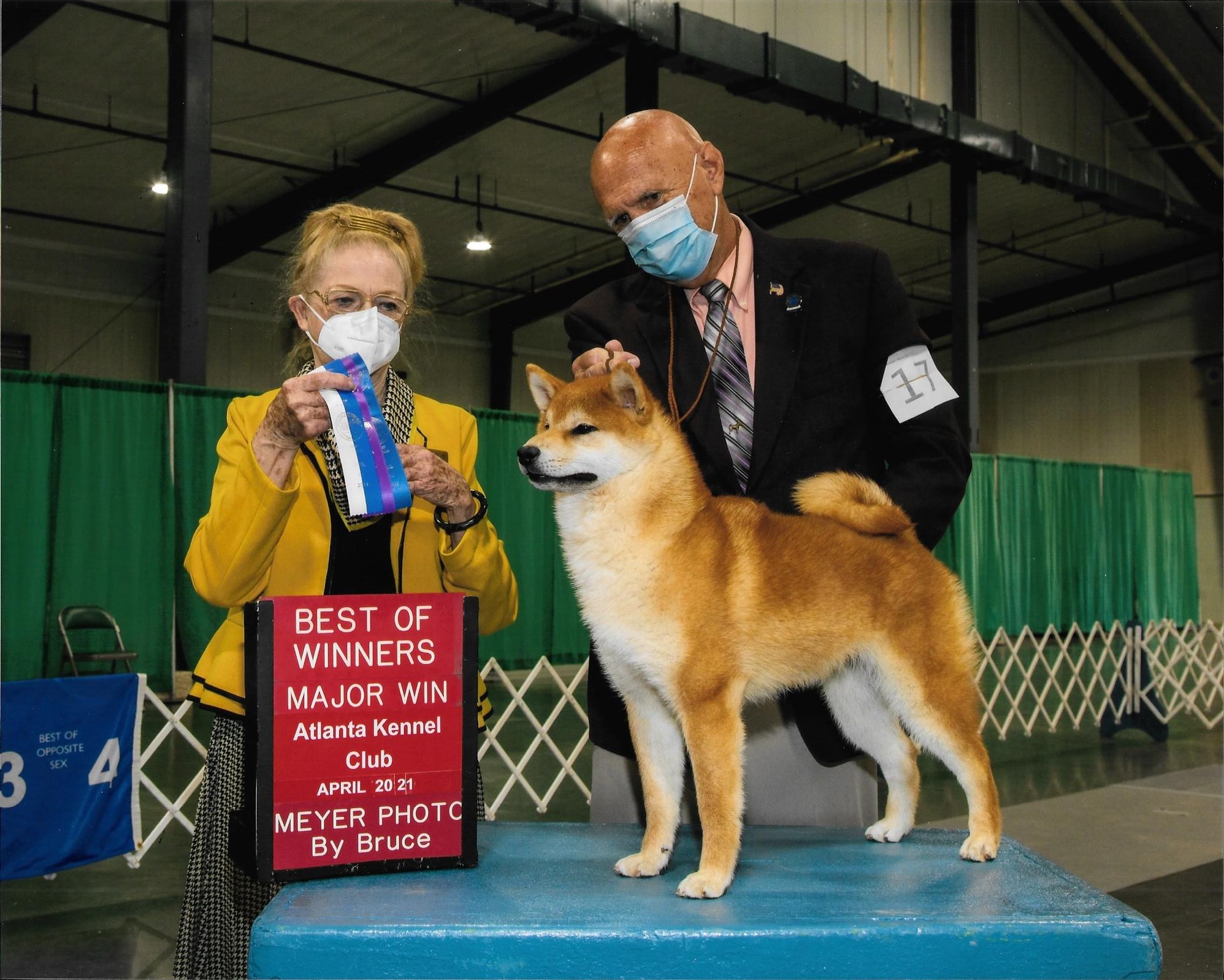Shiba Inu Puppies Shiba Inu Puppies